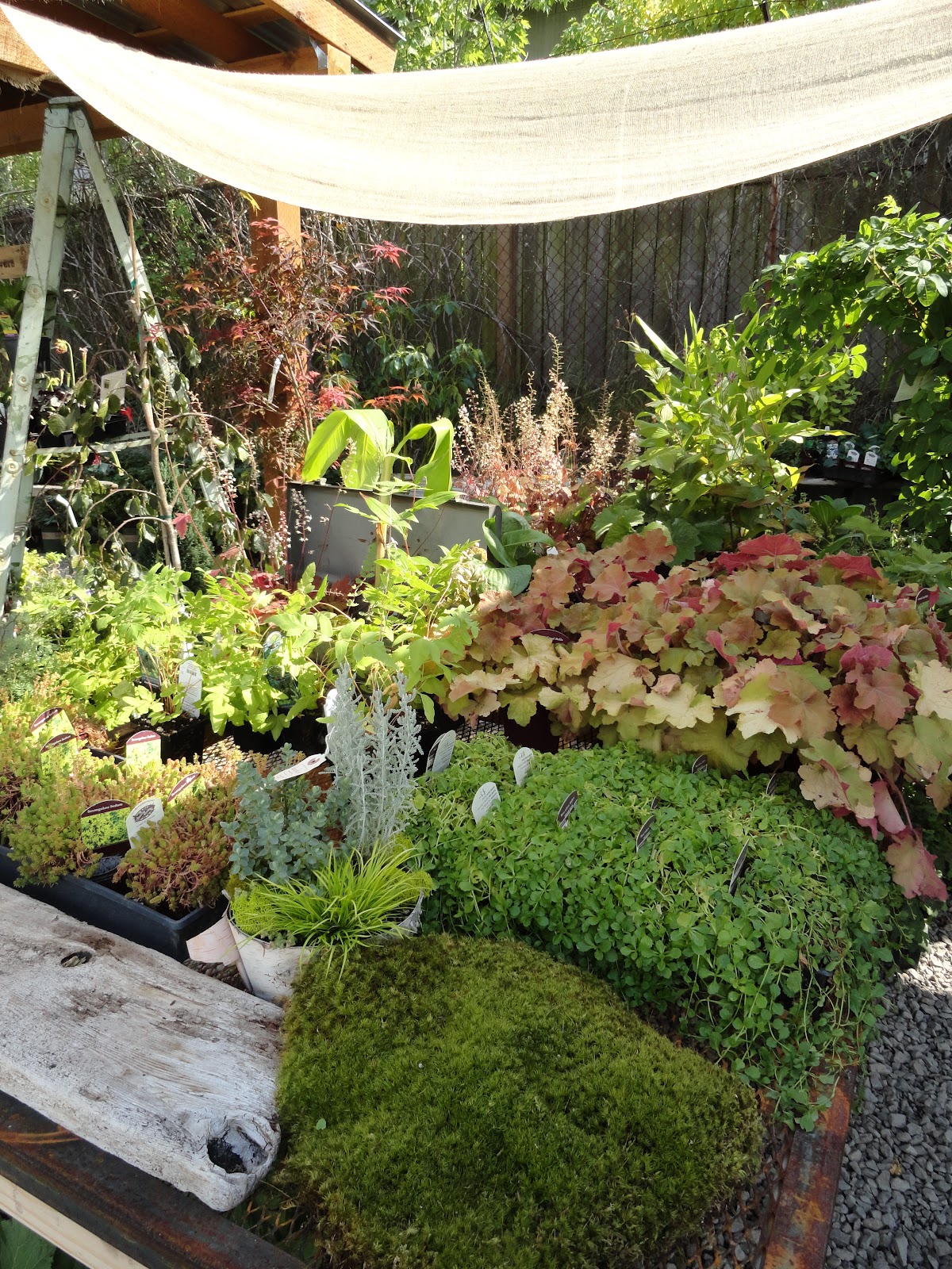 danger garden A story of inspiration; a blog, a garden and a stop at