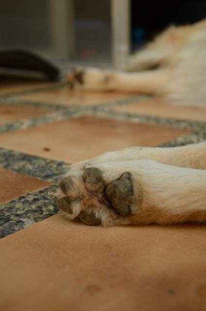 dog's paw close up