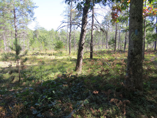 growth after fire