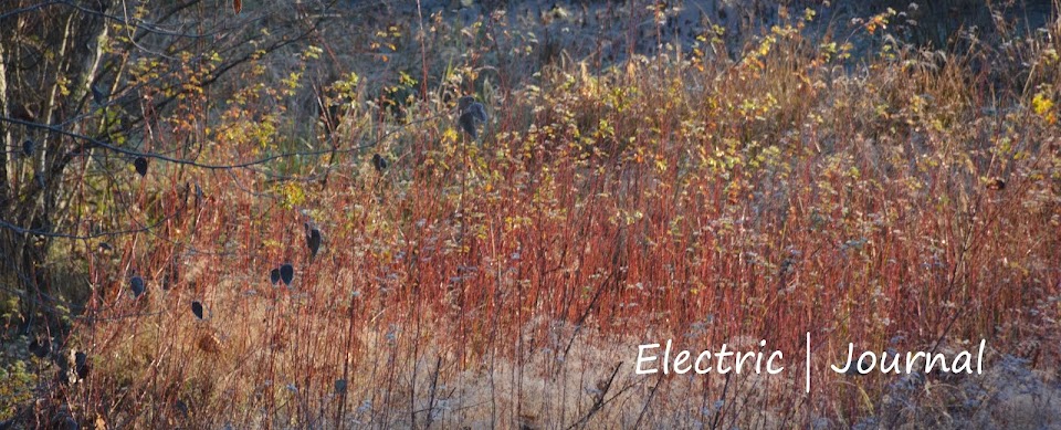 Electric | Journal