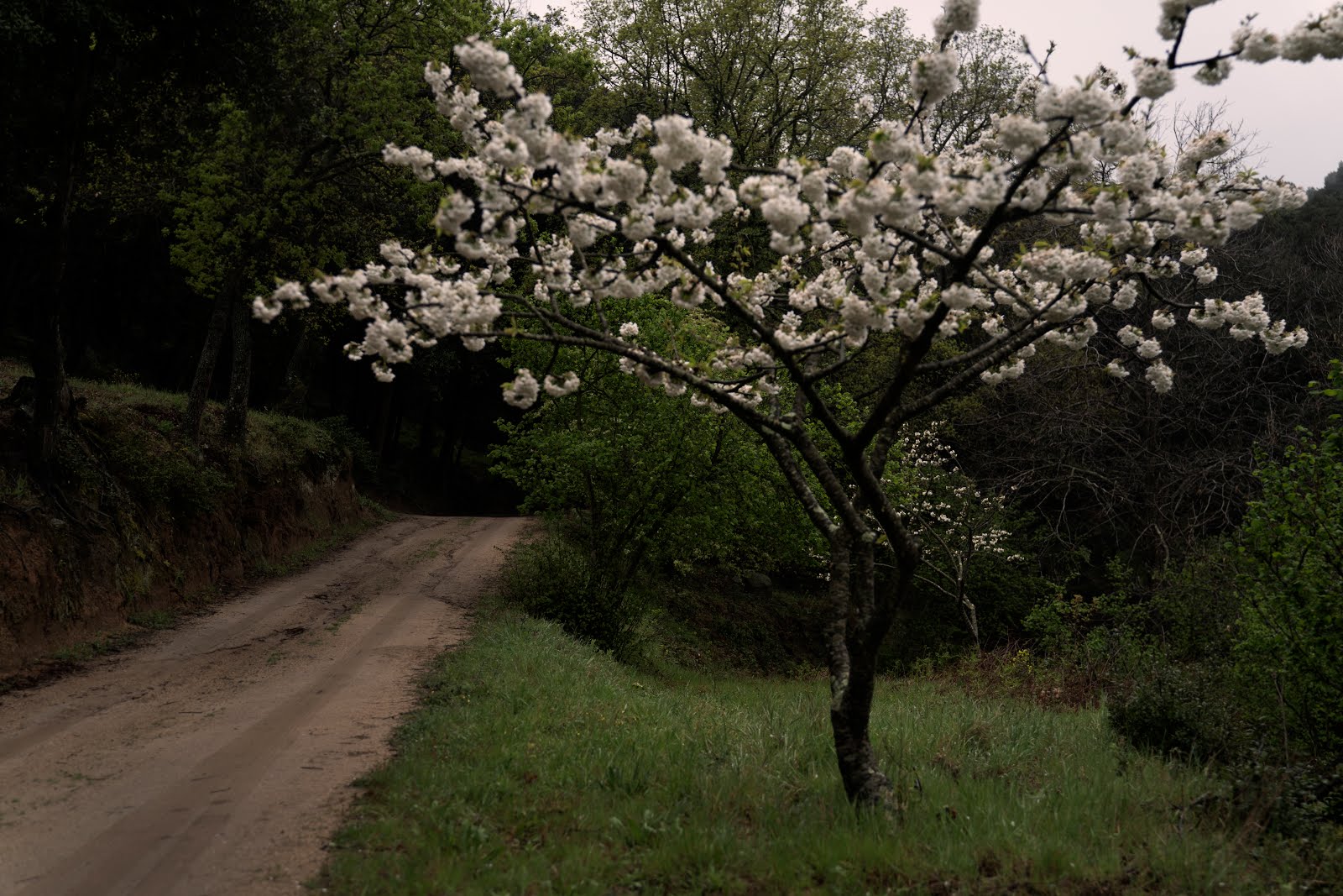 PRIMAVERA