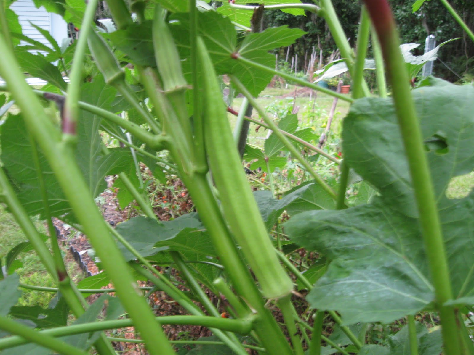 Growing Food in Florida When to harvest cowpeas and okra?