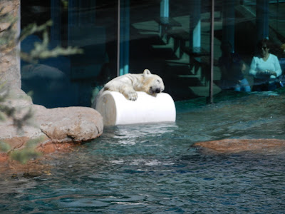 San Diego zoo polar bear picture San Diego zoo polar bear picture