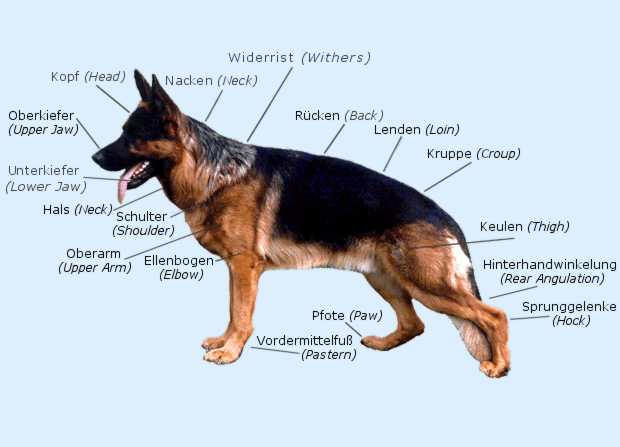 About the German Shepherd Dog: German Shepherd Dog KC Breed Standard