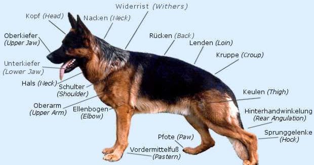 About The German Shepherd Dog German Shepherd Dog Kc Breed Standard