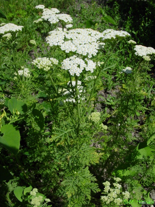 Achillea Nobilis