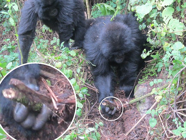 White Wolf : Young Gorillas Observed Destroying Poachers' Traps