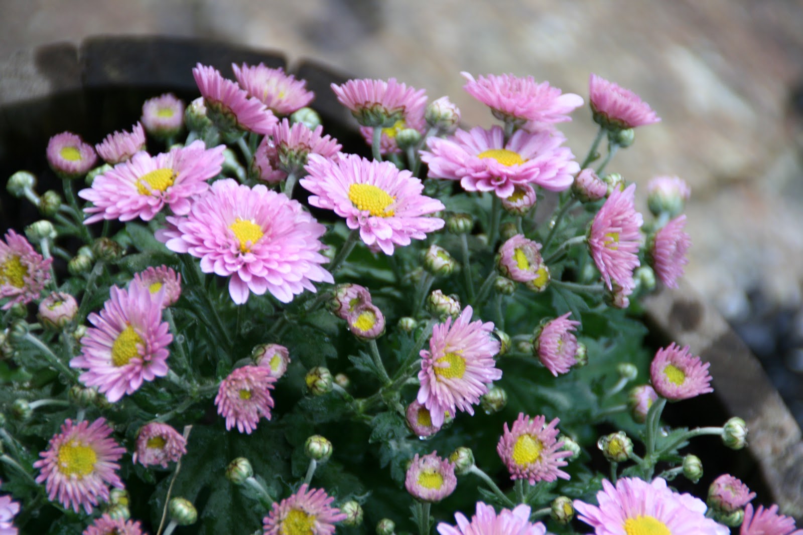 Den første løvetann: tid for høstblomster? Høstblomster