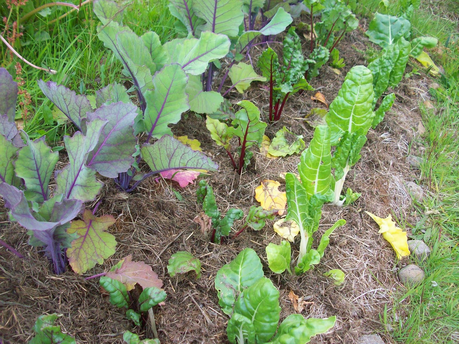 Elisabeth C Miller Library Gardening Answers Search Results For