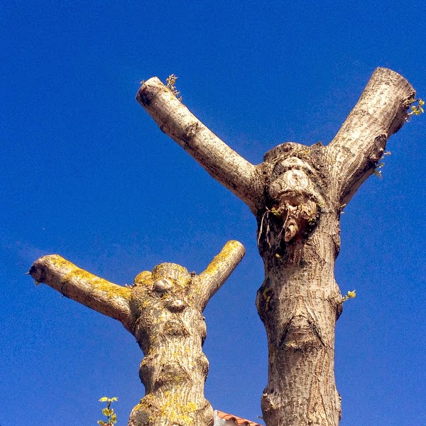 Here I´m sharing with you "Crucified Nature," my latest audio-slide show, the first made with my iPhone, which shows the unnecessary and exaggerated pruning of trees and deforestation in my native Spain. Chico Sanchez photography