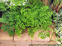 Adiantum capillus-veneris