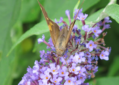 Silver-spotted Skipper, Epargyreus clarus