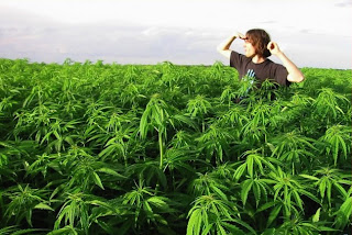 11 fatos históricos sobre a maconha 11 fatos históricos sobre a maconha