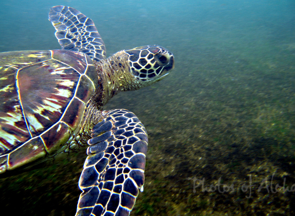 Hawai'ian Green Sea Turtle