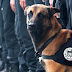 Diesel, une chienne du RAID, a été tuée dans l'assaut la nuit dernière