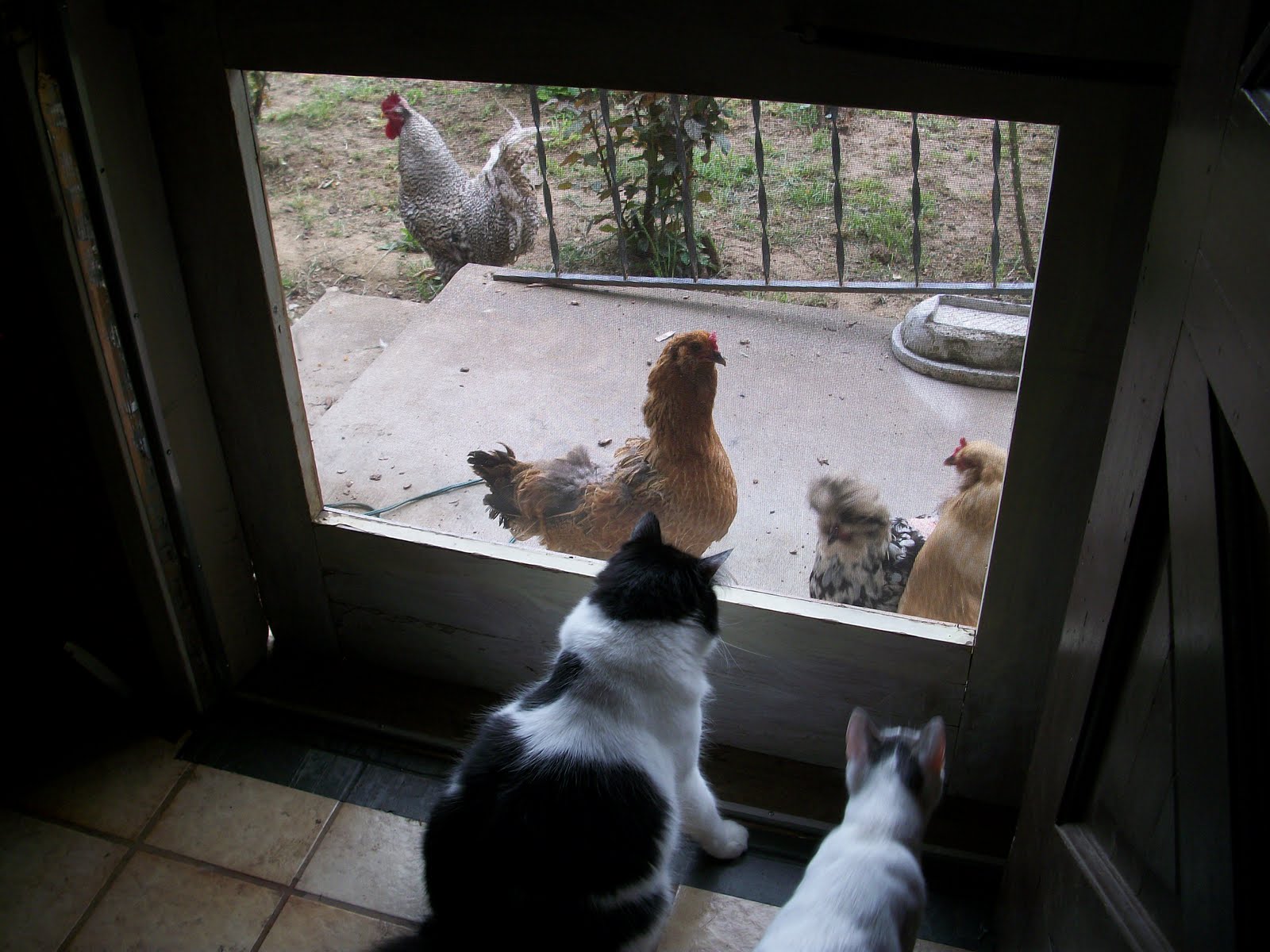 Chickens And Cats