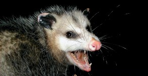 Possum Found Cat