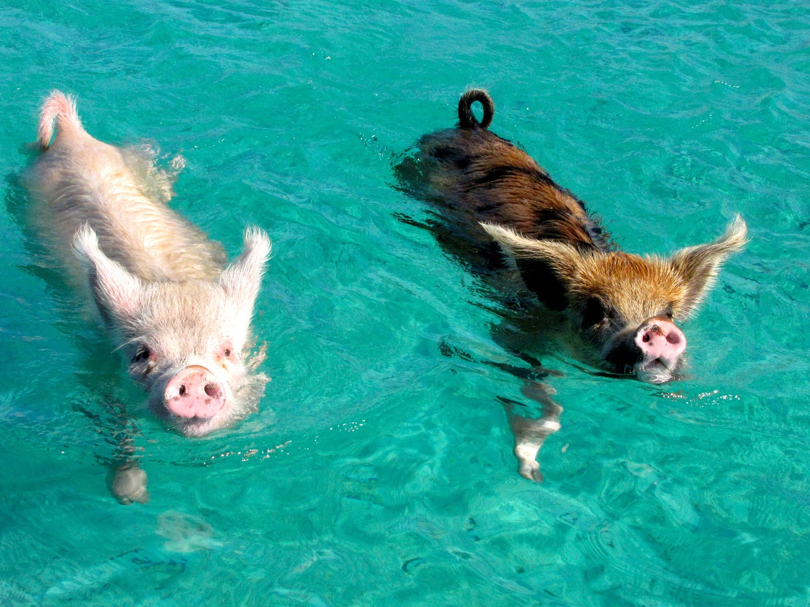 Well Actually . . . MOST AMAZING WEEK {aka swimming pigs}