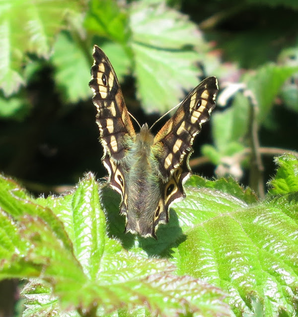 Speckled Wood Butterfly (Pararge aegeria) on leaf with wings part open.