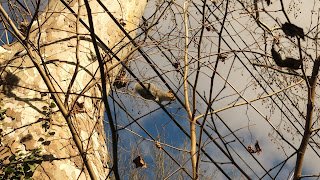 Nutkin up in the wires, December 15, 2015, 1:10:42 PM