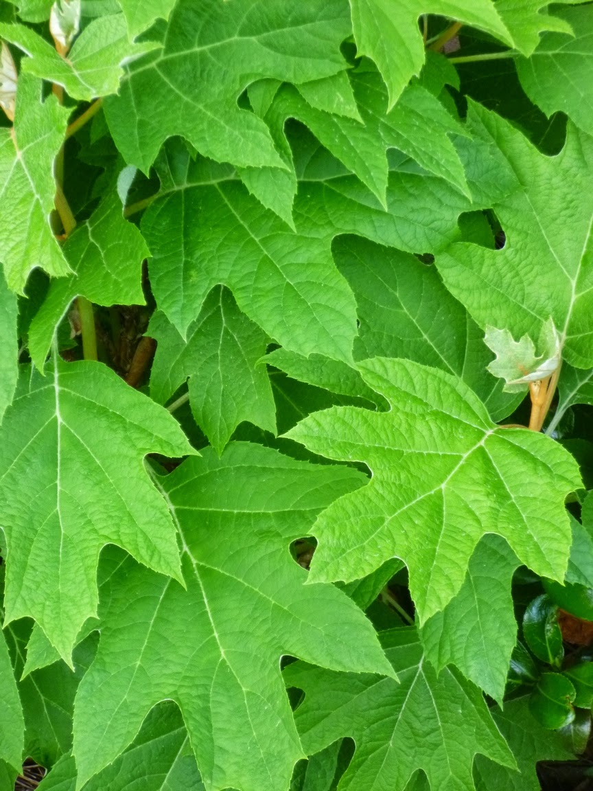 Oakleaf hydrangea foliage