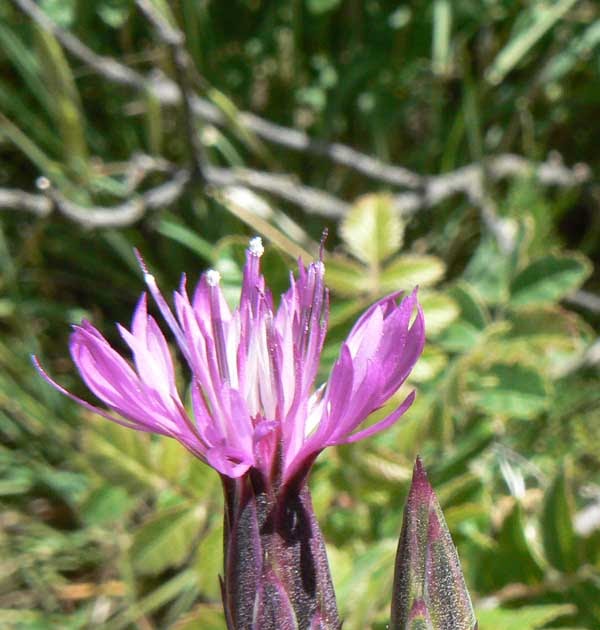Wildflowers of Andalucia Crupina vulgaris