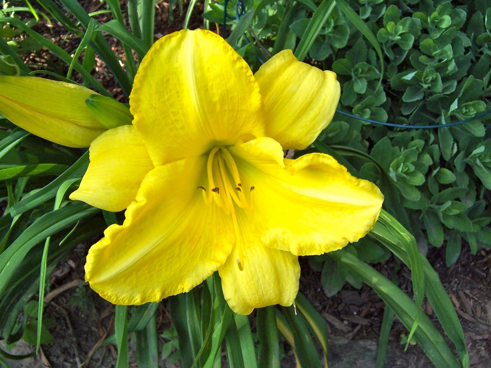 Samplings from Spring Creek Time for the Daylilies