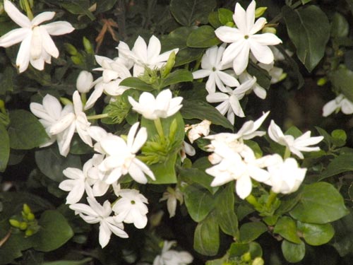 Gambar Bunga Melati Putih Indah - Gambar Foto Wallpaper