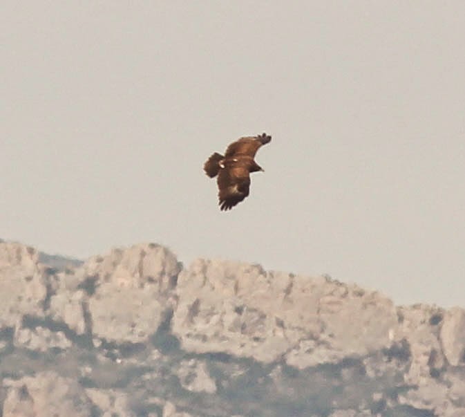 Spotted Eagle, Spain, El Fondo, wintering, Raptor, eagle, flight, soaring timbobagginsabroad, spain,