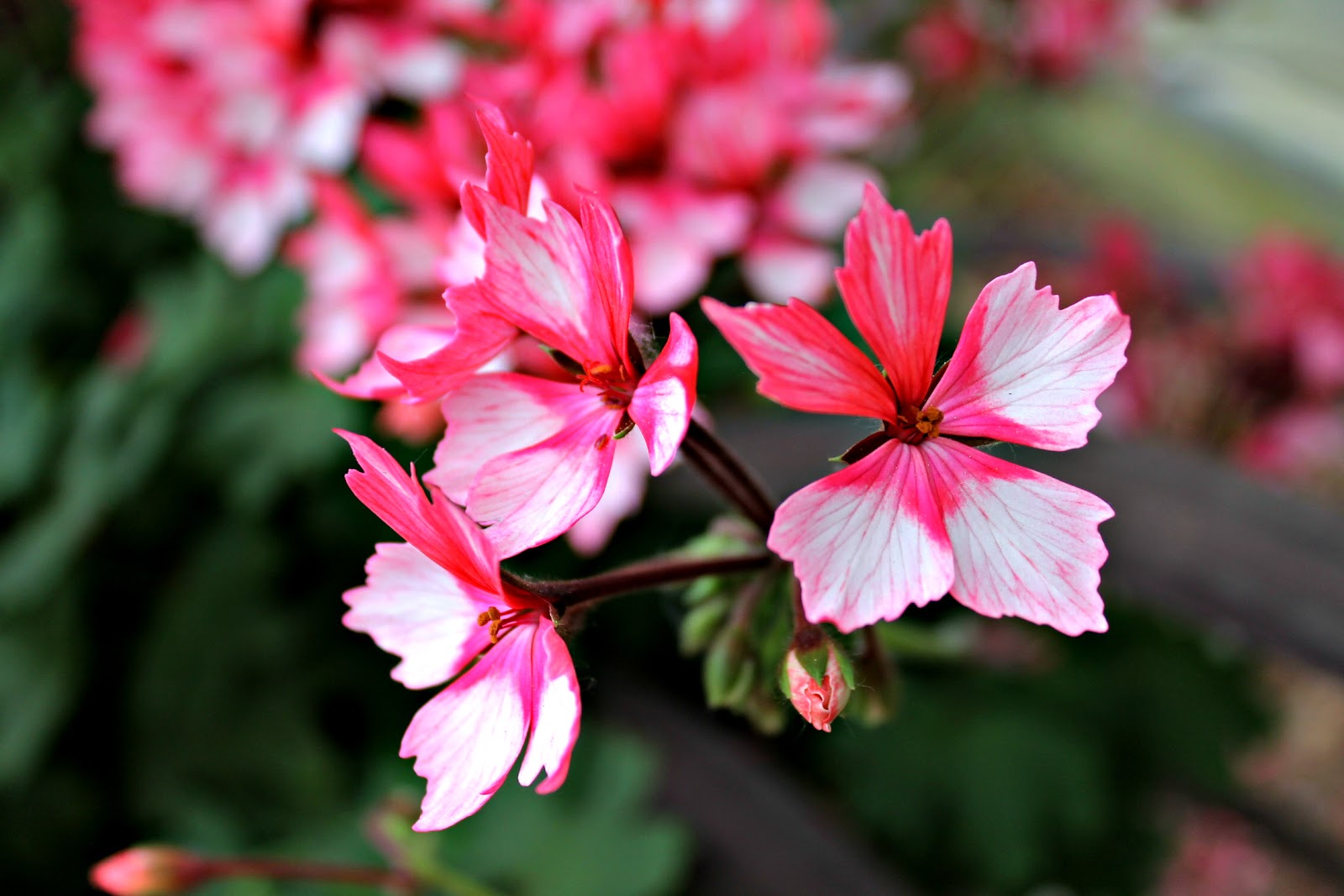 Card Designs & Paper Creations