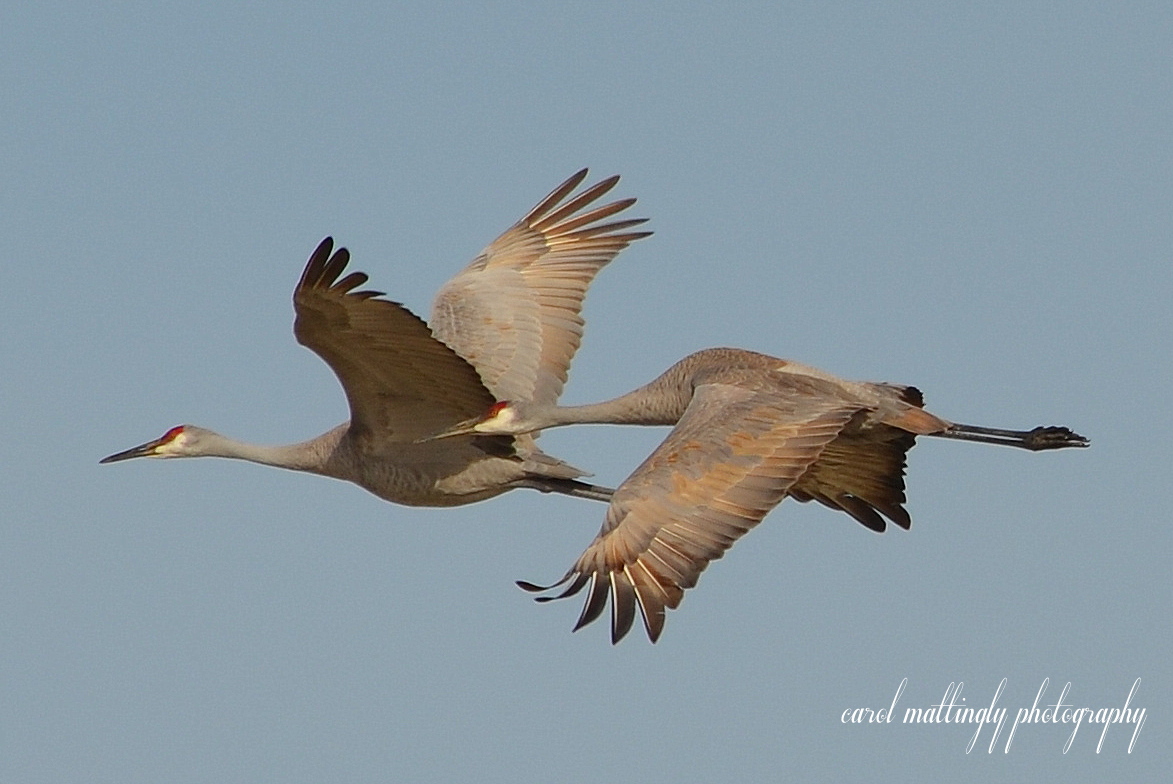 Carol Mattingly Photography Sandhill Crane Migration