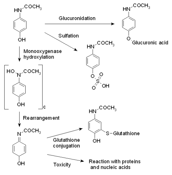 Autism A Complementary and Alternative Approach Autism and Acetaminophen?
