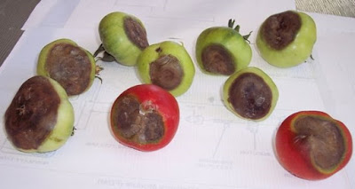 Blossom end rot on tomato fruit Image of tomato fruit with symptoms of blossom end rot