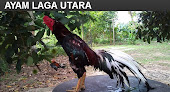 AYAM LAGA UTARA