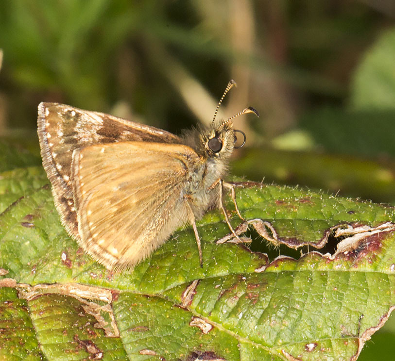 Dingy Skipper, Erynnis tages. Burnt Gorse, High Elms Country Park, 5 May 2014. Dingy Skipper, Erynnis tages. Burnt Gorse, High Elms Country Park, 5 May 2014.