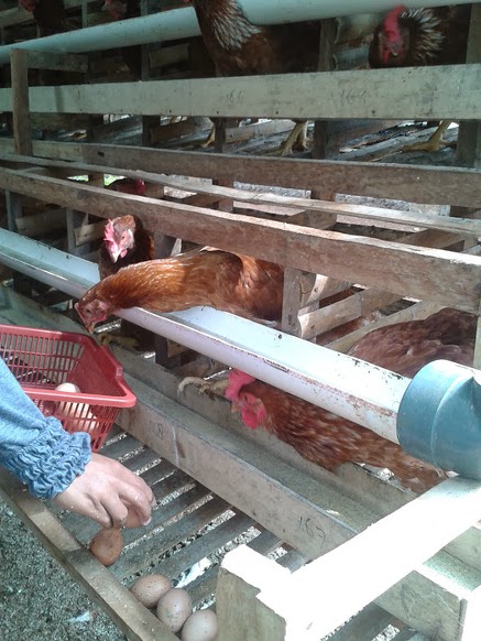 Budidaya Ayam Petelur: Kandang Ayam Petelur Murah Berkualitas