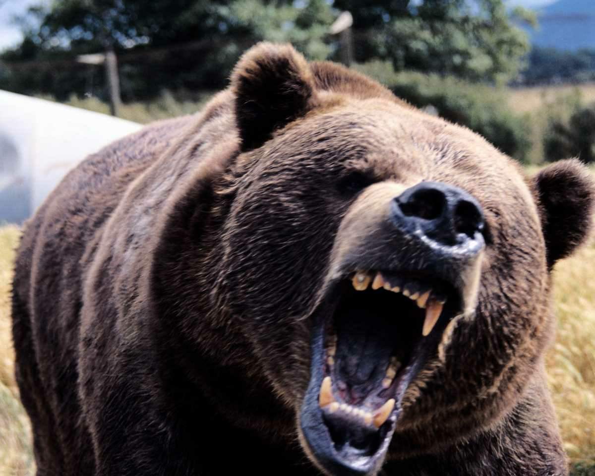 the jacob springs hillbillies bear scare why i should be the jacob springs hillbillies bear scare why i should be