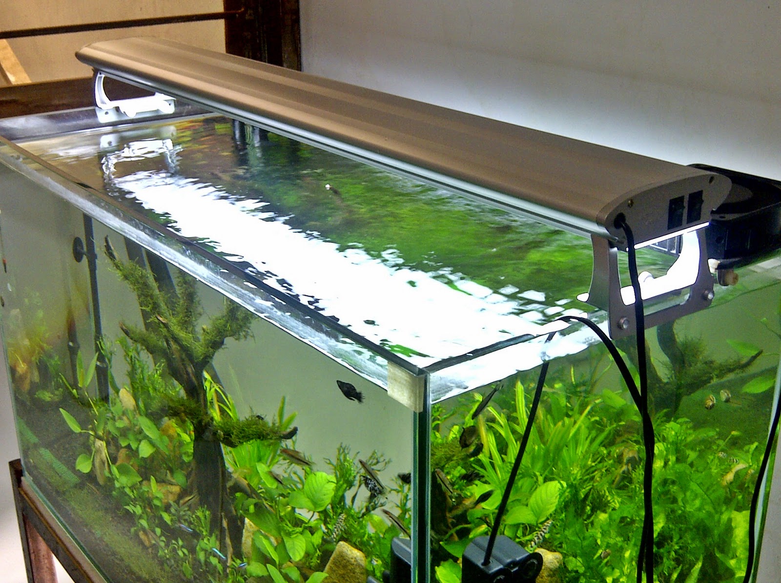 Cara Mudah Membuat Aquascape Dunia Air