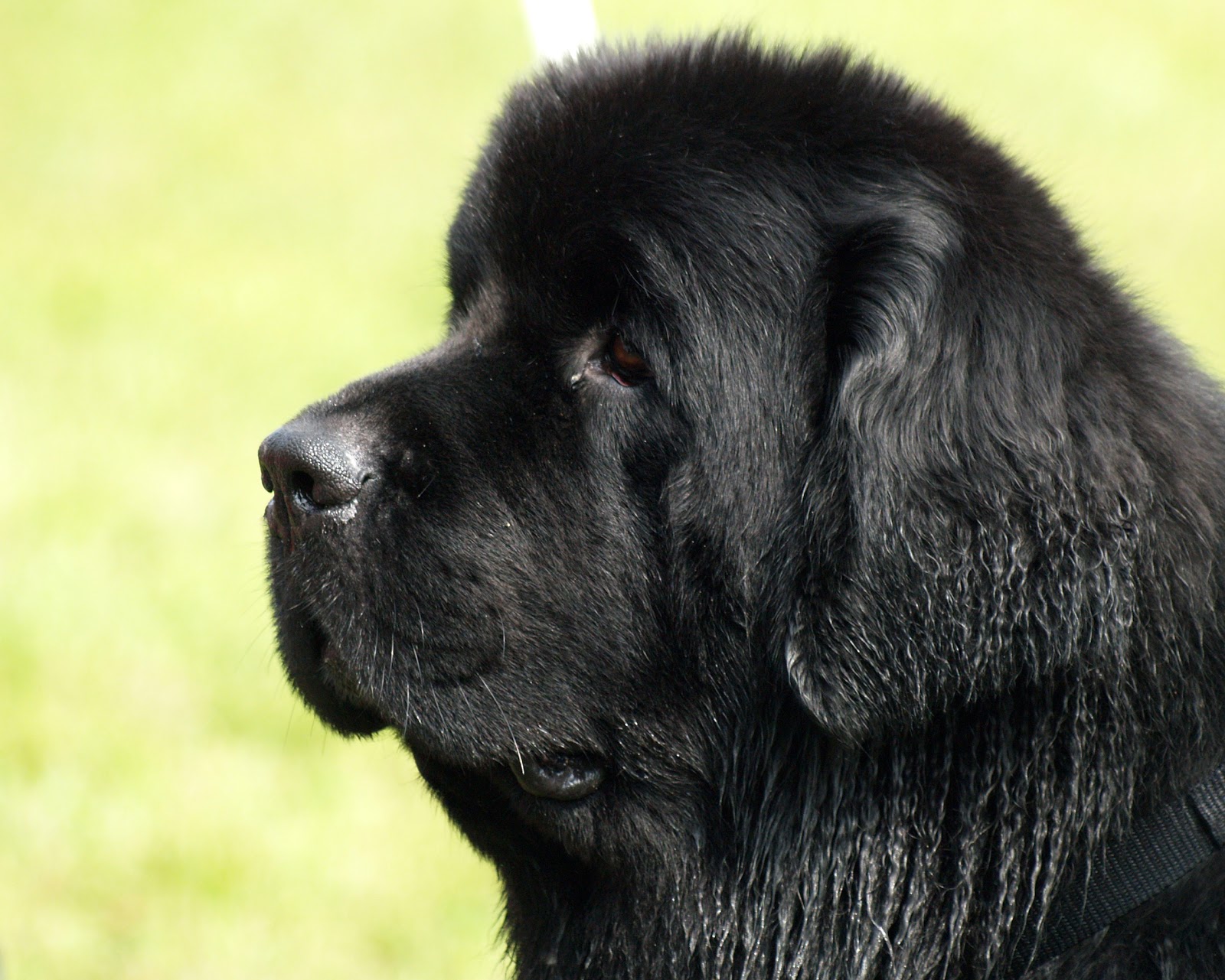Extreme Dog Breeds Newfoundland Quotations