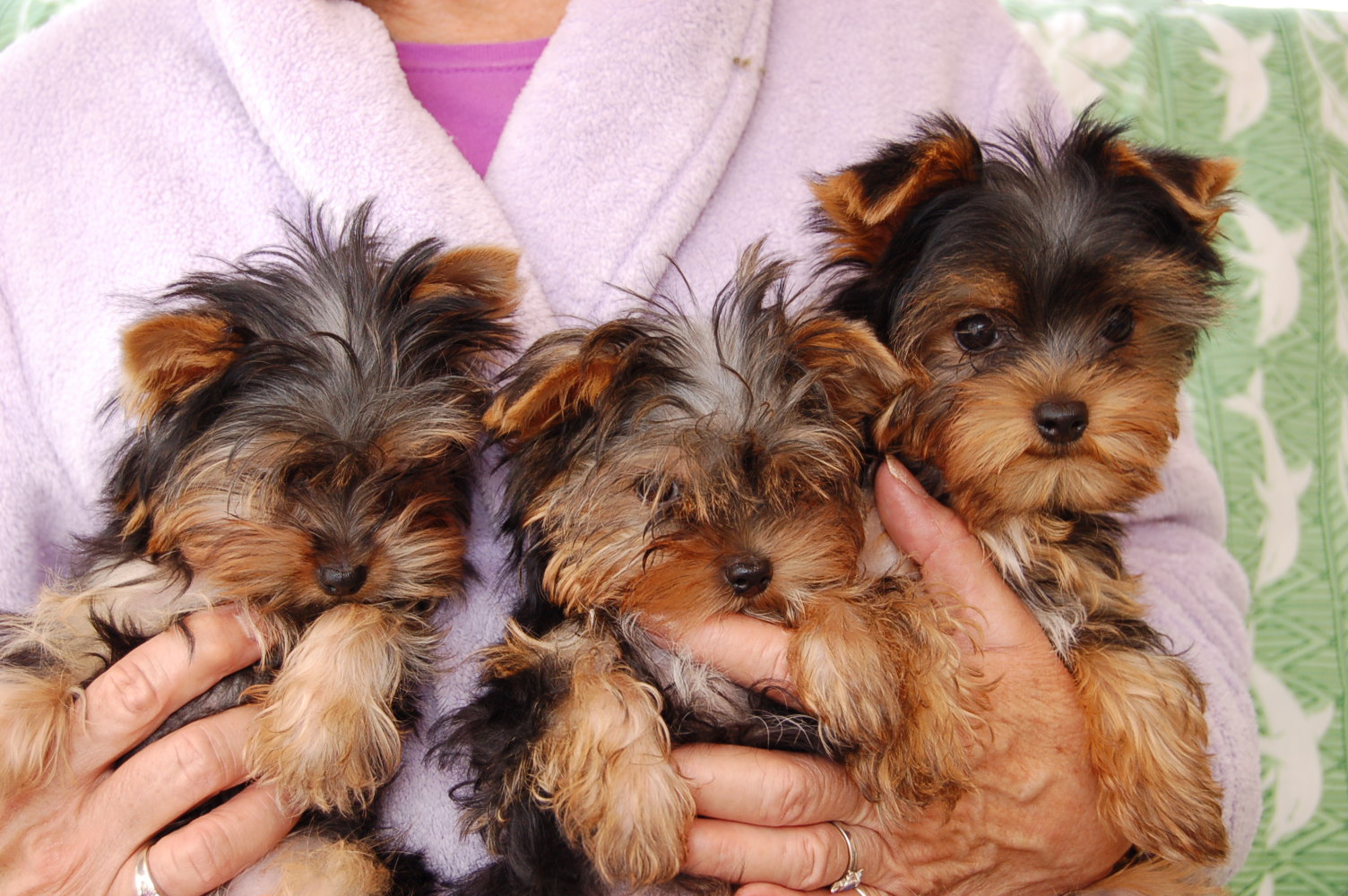 The Heavenly Yorkies TeaCup Puppies 16 weeks