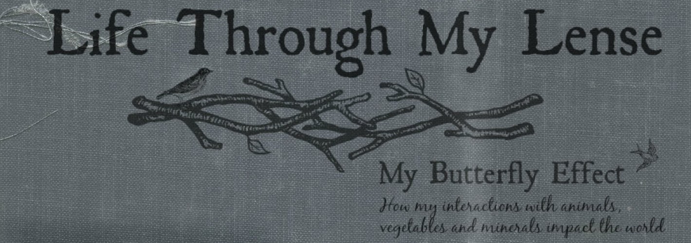 Life Through My Lense