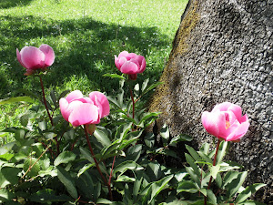 VISITAS GUIADAS-BOTANICA Y FLORA