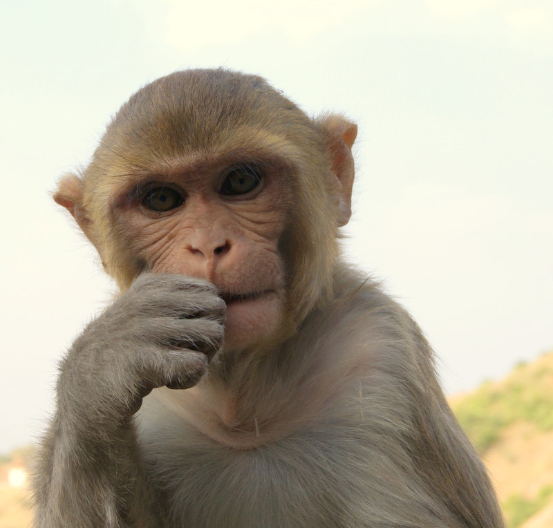 Top 100+ Pictures Why Do Monkeys Eat Bugs Off Each Other Stunning 10/2023