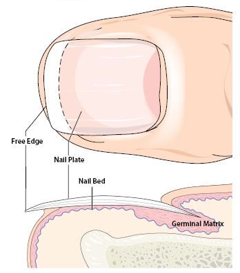 Fingernail Test Detox fingernail test and detox products how to pass a Fingernail Test Detox fingernail test and detox products how to pass a