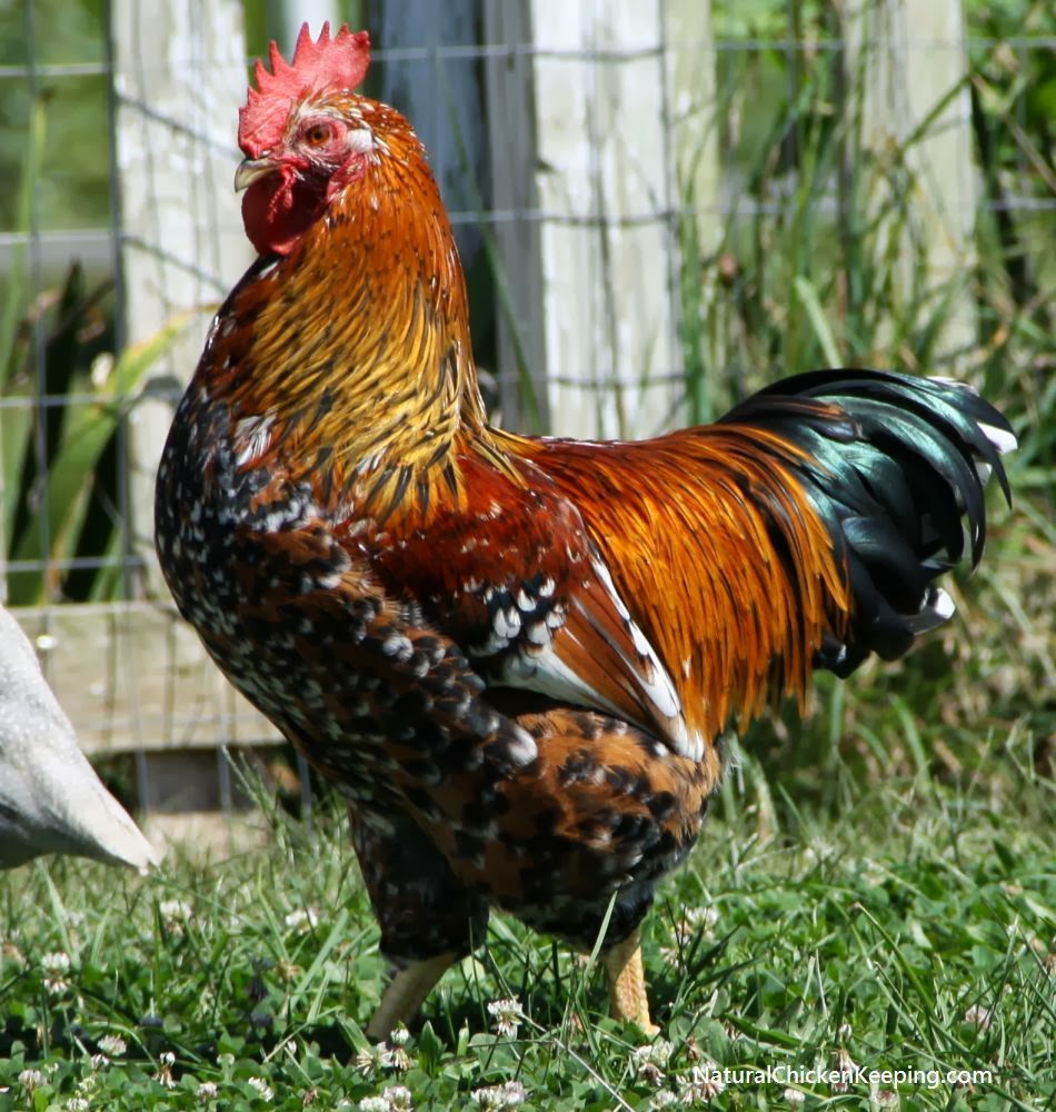 swedish breeds chicken keeping breed overview sk 229 nsk blommeh 246 ns the swedish flower hen swedish breeds chicken keeping breed overview sk 229 nsk blommeh 246 ns the swedish flower hen
