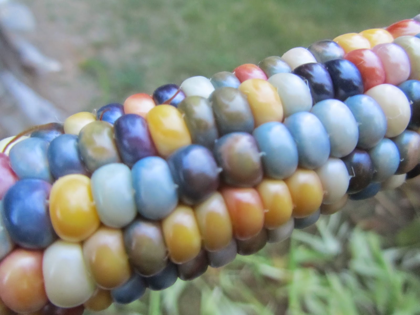 Jen & the Bean stalk Glass Gem Indian Corn