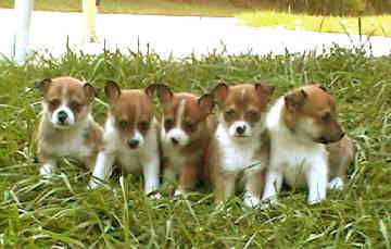Most Rarest Dog Breeds In The World Most Rarest Dog Breeds In The World