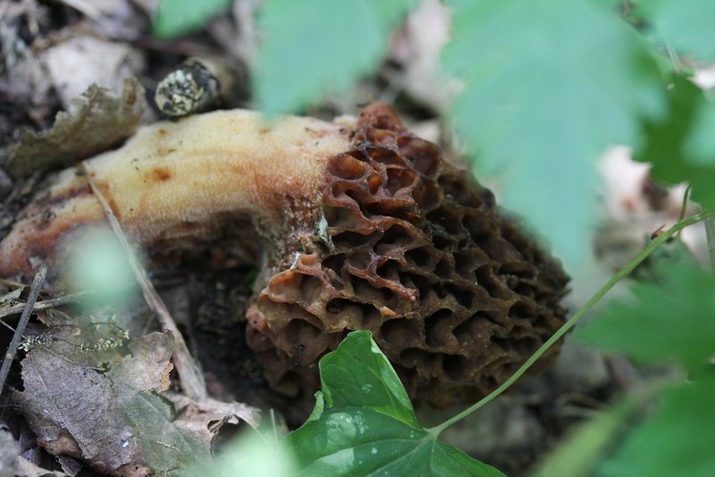 Vermont Wild Edibles Morels & Lobster Mushrooms found in Vt