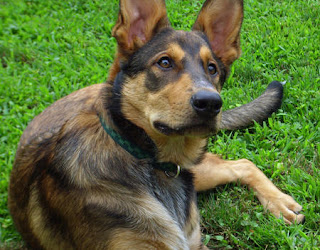 Australian Cattle Dog German Shepherd Mix German shepherd australian Australian Cattle Dog German Shepherd Mix German shepherd australian