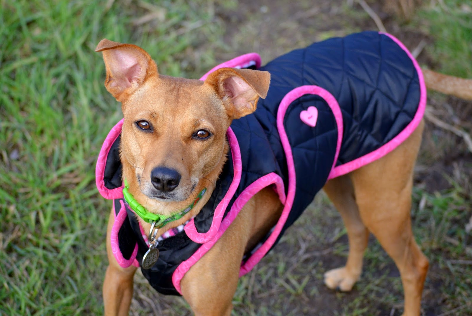 ZoePhee It's okay to put a coat on your dog, really.